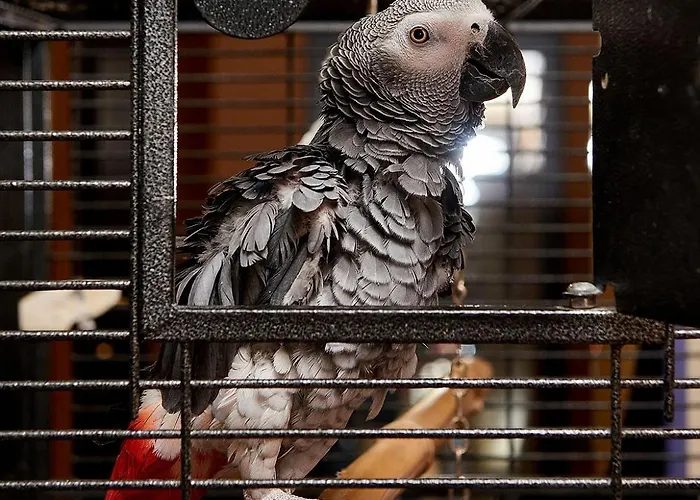 Sunny Forum Slantschew brjag